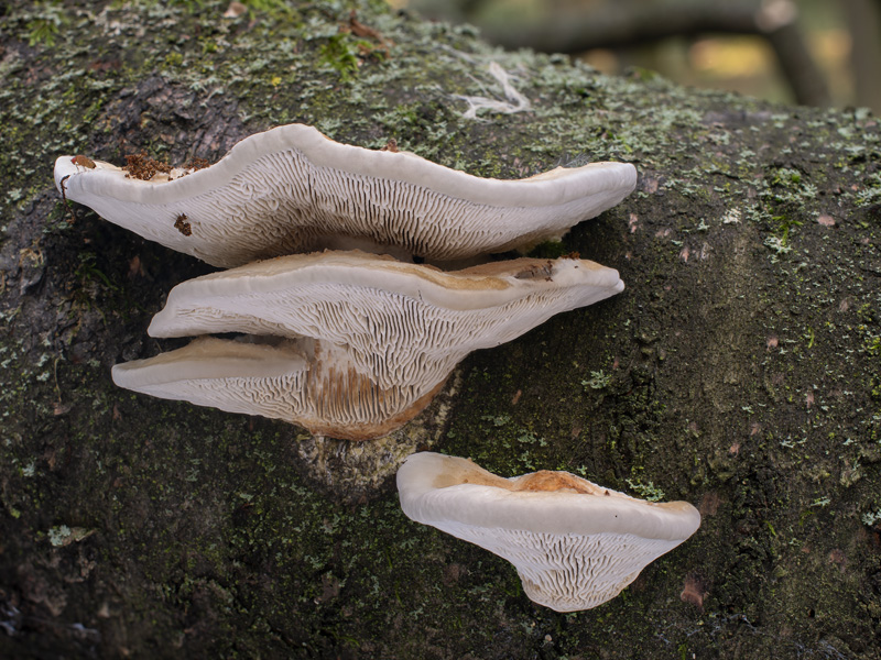 Daedaleopsis tricolor